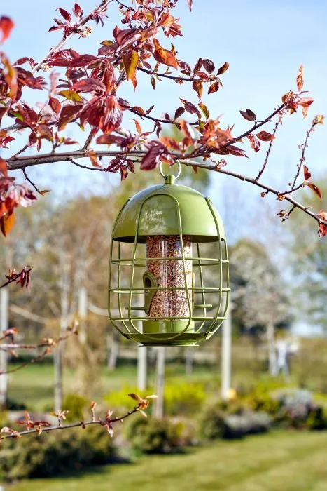 Acorn Squirrel-Proof Peanut Feeder