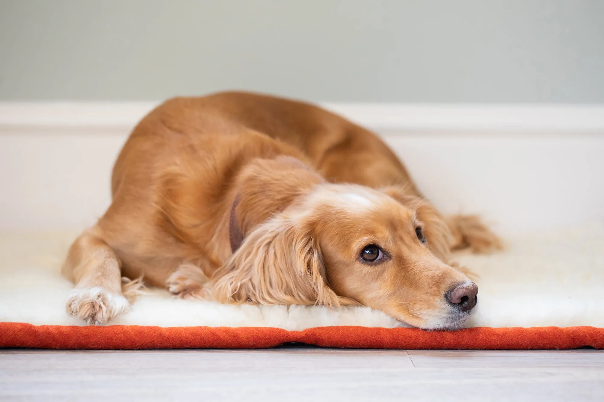 Fire Orange Bespoke Dog Roll Mat